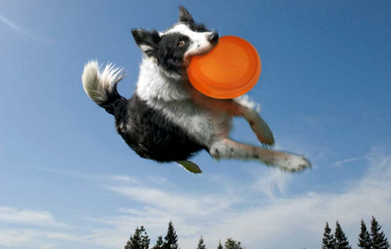 dog frisbee